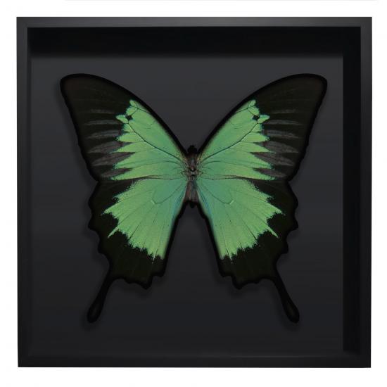 BORBOLETA VERDE II BOX PRETO G