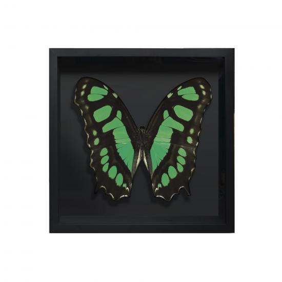 BORBOLETA VERDE III BOX PRETO P