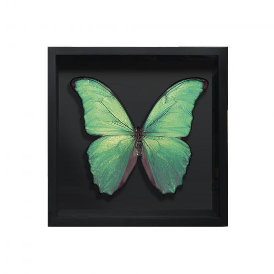 BORBOLETA VERDE IV BOX PRETO P