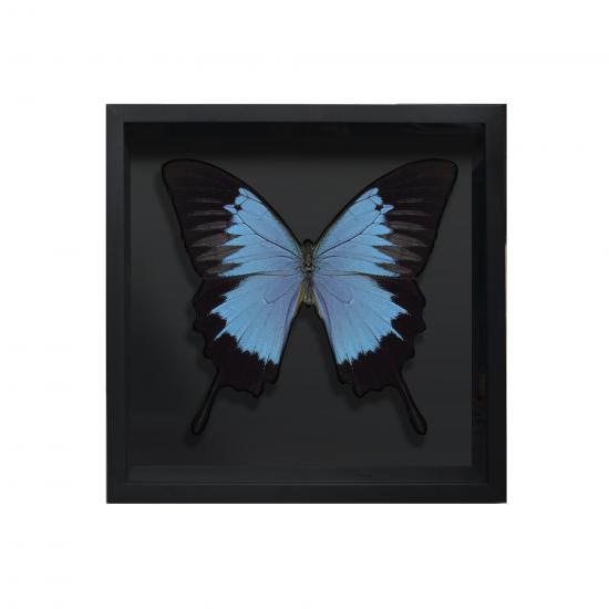 BORBOLETA AZUL II BOX PRETO P