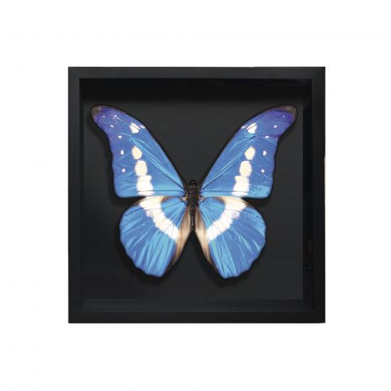 BORBOLETA AZUL III BOX PRETO P