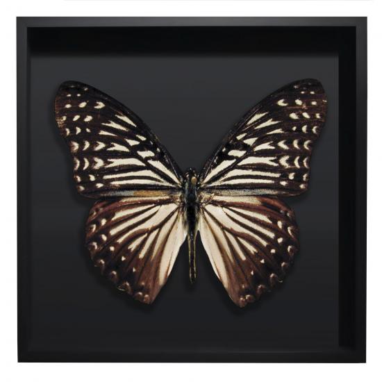 BORBOLETA NATURAL II BOX PRETO G