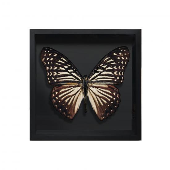 BORBOLETA NATURAL II BOX PRETO P