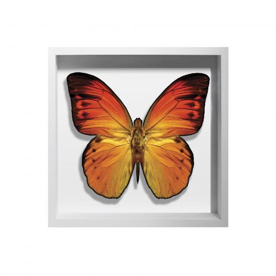 BORBOLETA AMARELA II BOX BRANCO P