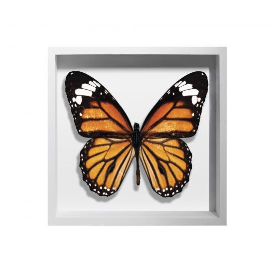 BORBOLETA AMARELA III BOX BRANCO P