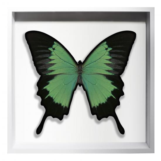 BORBOLETA VERDE II BOX BRANCO G