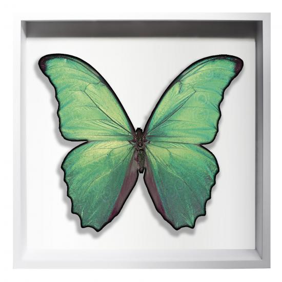 BORBOLETA VERDE IV BOX BRANCO G