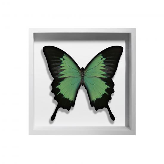 BORBOLETA VERDE II BOX BRANCO P