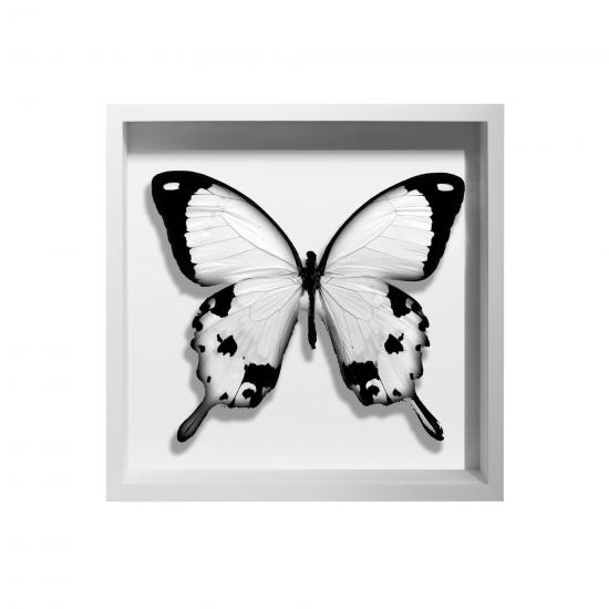 BORBOLETA BRANCA II BOX BRANCO P