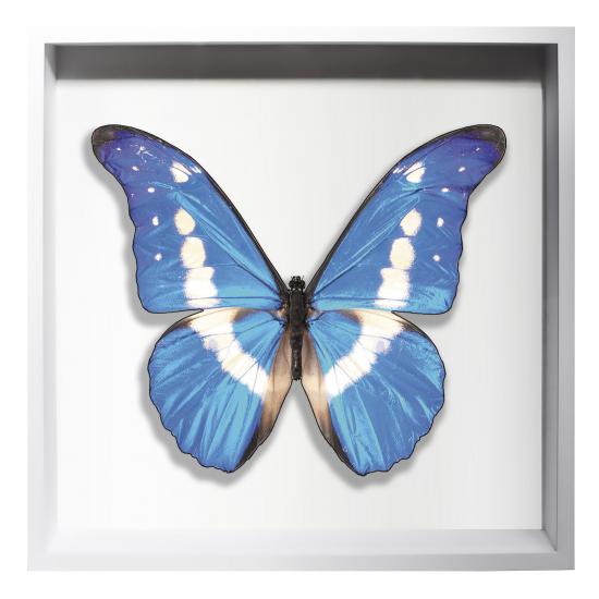 BORBOLETA AZUL III BOX BRANCO G