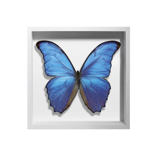 BORBOLETA AZUL I BOX BRANCO P