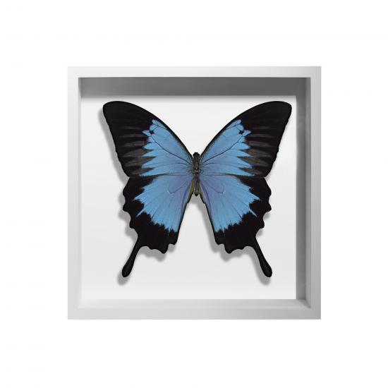 BORBOLETA ZUL II BOX BRANCO P