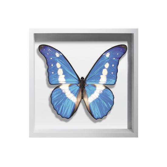 BORBOLETA AZUL III BOX BRANCO P