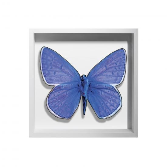 BORBOLETA AZUL IV BOX BRANCO P