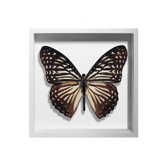 BORBOLETA NATURAL II BOX BRANCO P