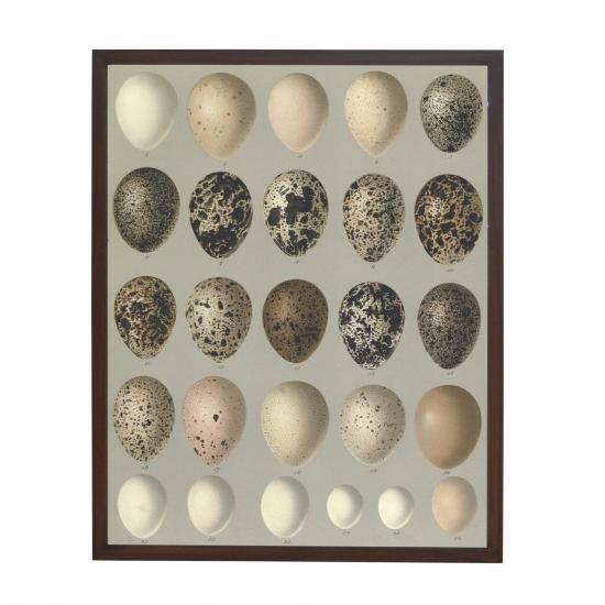 EGGS II