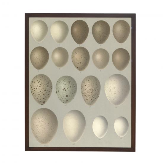 EGGS III