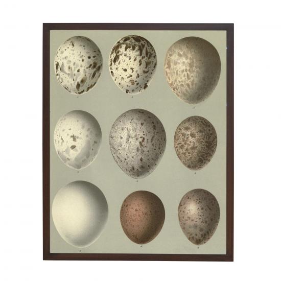 EGGS VII