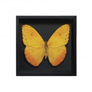 BORBOLETA AMARELA IV BOX PRETO P