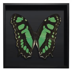 BORBOLETA VERDE III BOX PRETO G