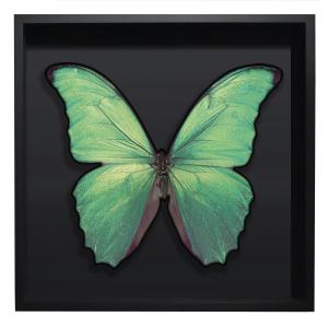 BORBOLETA VERDE IV BOX PRETO G