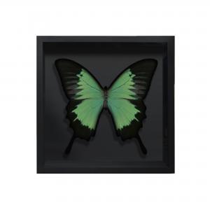 BORBOLETA VERDE II BOX PRETO P