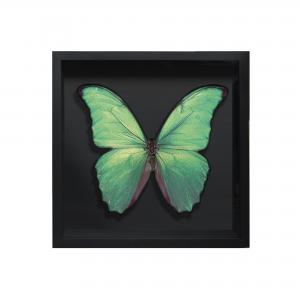 BORBOLETA VERDE IV BOX PRETO P