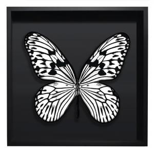 BORBOLETA BRANCA III BOX PRETO G