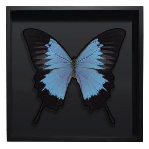 BORBOLETA AZUL II BOX PRETO G