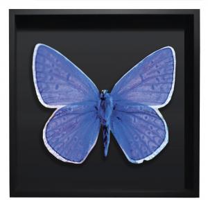 BORBOLETA AZUL IV BOX PRETO G