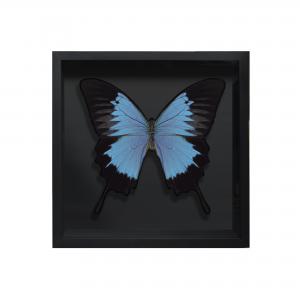 BORBOLETA AZUL II BOX PRETO P