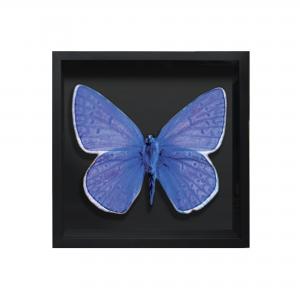 BORBOLETA AZUL IV BOX PRETO P