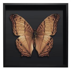 BORBOLETA NATURAL III BOX PRETO G