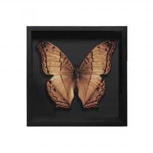 BORBOLETA NATURAL III BOX PRETO P