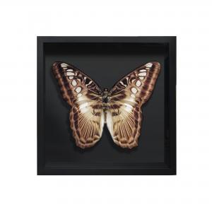 BORBOLETA NATURAL IV BOX PRETO P