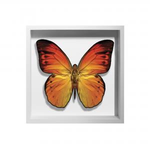 BORBOLETA AMARELA II BOX BRANCO P