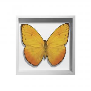 BORBOLETA AMARELA IV BOX BRANCO P