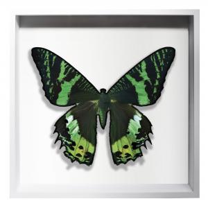 BORBOLETA VERDE I BOX BRANCO G