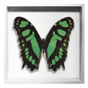 BORBOLETA VERDE III BOX BRANCO G