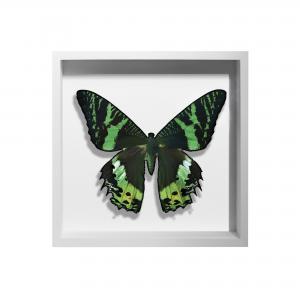 BORBOLETA VERDE I BOX BRANCO P