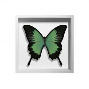 BORBOLETA VERDE II BOX BRANCO P