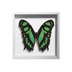 BORBOLETA VERDE III BOX BRANCO P