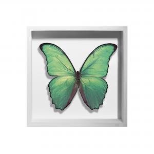 BORBOLETA VERDE IV BOX BRANCO P