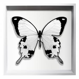 BORBOLETA BRANCA II BOX BRANCO G