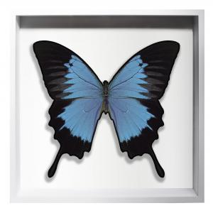 BORBOLETA AZUL II BOX BRANCO G