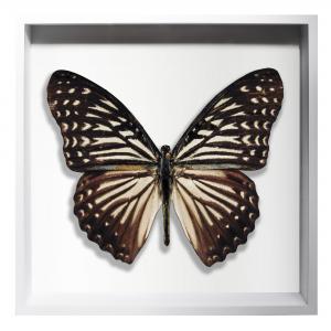 BORBOLETA NATURAL II BOX BRANCO G