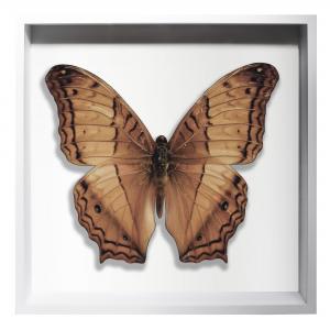 BORBOLETA NATURAL III BOX BRANCO G