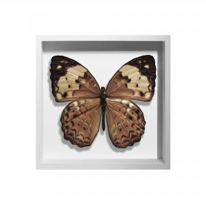 BORBOLETA NATURAL I BOX BRANCO P