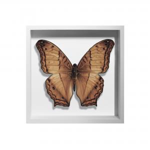 BORBOLETA NATURAL III BOX BRANCO P