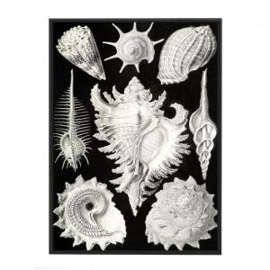 QUADRO SEALIFE VIII